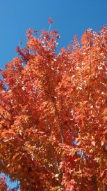 Fall in Reno
