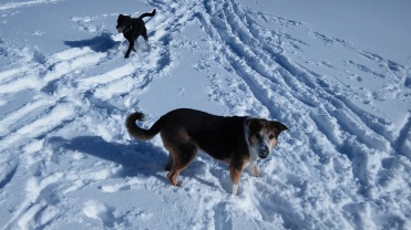 Snowshoeing with the dogs