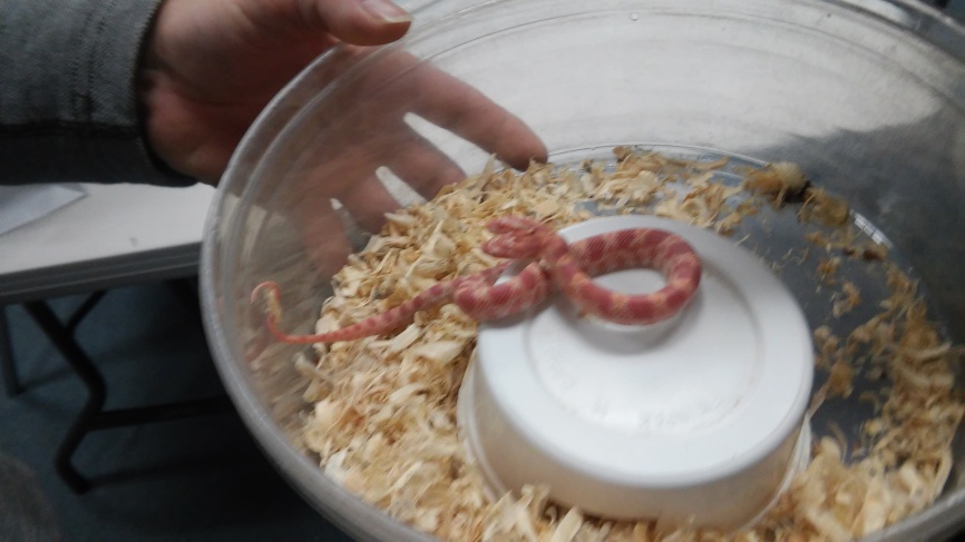 Science Day: two-headed snake